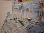 grasparkiet tam, Dieren en Toebehoren, Vogels | Parkieten en Papegaaien, Parkiet, Tam