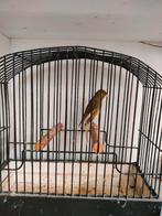 Japan hoso, Dieren en Toebehoren, Vogels | Kanaries, Geslacht onbekend, Postuurkanarie