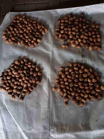 Okkernoten/walnoten lot van 4 kg beschikbaar voor biedingen