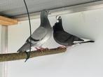 Figurita Duivinnen, Animaux & Accessoires, Oiseaux | Pigeons