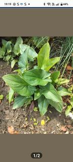 Aarondskelk bij, Tuin en Terras, Planten | Tuinplanten, Ophalen