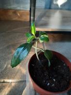 Mother of thousand, Huis en Inrichting, Kamerplanten, Ophalen, Overige soorten, Halfschaduw, In pot
