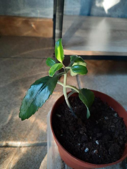 Mother of thousand, Huis en Inrichting, Kamerplanten, Overige soorten, Minder dan 100 cm, Halfschaduw, In pot, Ophalen