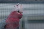 Rose kaketoe split-lutino voorjaar 2024., Dieren en Toebehoren, Vogels | Parkieten en Papegaaien, Mannelijk, Papegaai, Geringd