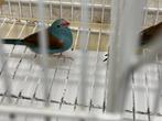 Blauwkop fazantjes, Dieren en Toebehoren, Vogels | Overige Vogels, Meerdere dieren, Tropenvogel