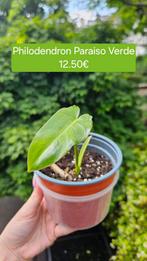 Philodendron Paraiso Verde, Huis en Inrichting, Kamerplanten, Overige soorten, Minder dan 100 cm, Groene kamerplant, Halfschaduw