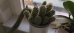 Cactus, Maison & Meubles, Plantes d'intérieur, Cactus, Ombre partielle, Plante à fleurs, Enlèvement