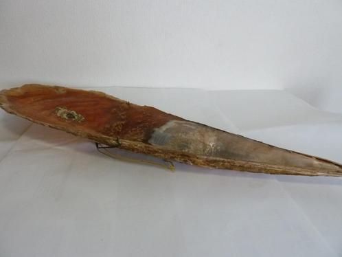 Gigantische schelp "Pinna Nobilis Linnaeus"70cm, steekmossel, Verzamelen, Mineralen en Fossielen, Schelp(en), Ophalen