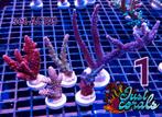 Koralen zeeaquarium rifaquarium zoutwater koraal, Dieren en Toebehoren, Vissen | Aquaria en Toebehoren, Zo goed als nieuw, Ophalen