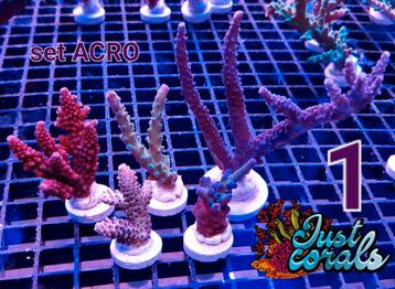 Koralen zeeaquarium rifaquarium zoutwater koraal