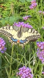 Aquilegia et Verbena, Enlèvement ou Envoi, Plante fixe