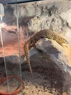 Stekelstaartsvaraan, Dieren en Toebehoren, Hagedis, Met terrarium, 3 tot 6 jaar