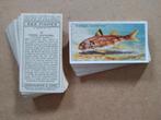 Sea Fishes complete set 50 chromos vissen 1935 John Player, Ophalen of Verzenden, Voor 1940, Dier