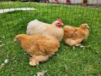 Prachtige Jonge Cochinkrielen 2025 , Handtamme Kipjes, Dieren en Toebehoren, Meerdere dieren, Kip