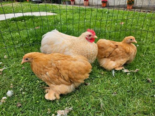 Prachtige Jonge Cochinkrielen 2025 , Handtamme Kipjes, Dieren en Toebehoren, Pluimvee, Kip, Meerdere dieren