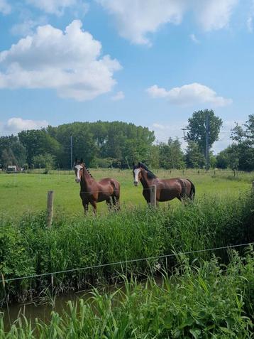 Rijlessen / verhuur stallen / ponykampen Pensionstal Equini beschikbaar voor biedingen