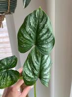 Philodendron Mamei, Ophalen of Verzenden
