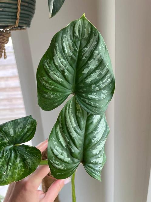 Philodendron Mamei, Huis en Inrichting, Kamerplanten, Ophalen of Verzenden