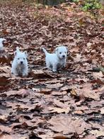 West Highland white Terriër pups/westie/westy/pups/cesar, België, Fokker | Hobbymatig, Overige rassen, CDV (hondenziekte)