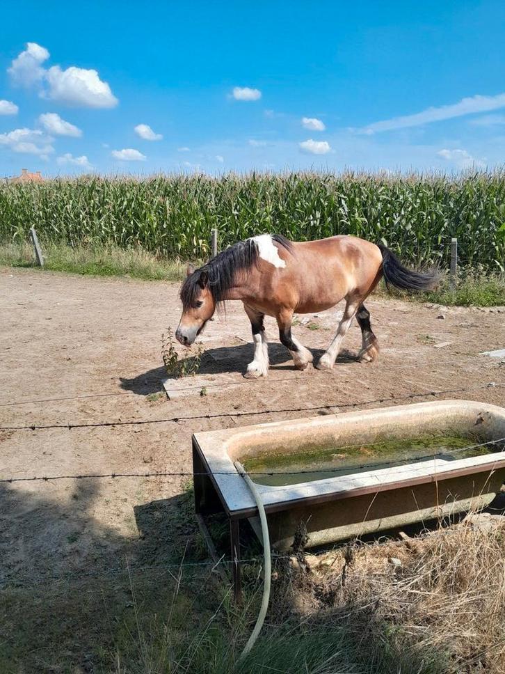 Tinker tekoop en zwart paardje te koop, Dieren en Toebehoren, Paarden