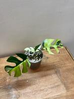 Rhapidophora Tetrasperma Albo Variegata, Enlèvement ou Envoi