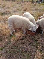 Schapen, Dieren en Toebehoren, Schapen, Geiten en Varkens, Vrouwelijk, Schaap, 0 tot 2 jaar