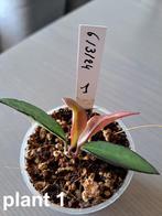 Hoya Rosita   "1" "2" "3", Huis en Inrichting, Kamerplanten, Ophalen, Overige soorten, Halfschaduw, Minder dan 100 cm