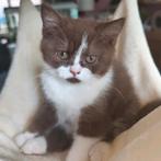 Brits korthaar kittens, Poes, Kortharig, 0 tot 2 jaar