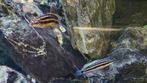 Julidochromis ornatus jongen - Tanganyika chicliden, Dieren en Toebehoren