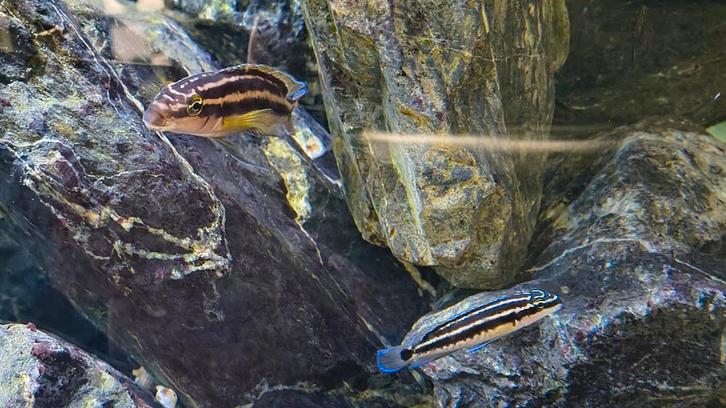 Julidochromis ornatus jongen - Tanganyika chicliden, Dieren en Toebehoren, Vissen | Aquariumvissen