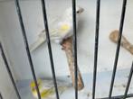 Kanaries agaat opaal geel mozaiek - ino, Dieren en Toebehoren, Vogels | Kanaries, Meerdere dieren, Kleurkanarie