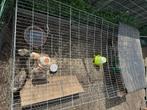 Dieren ren… 3 weken oud., Dieren en Toebehoren, Augustus