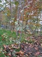 ZILVERBERKEN en MEERSTAMMIGE PLUIM-ESSEN (2 tot 5 m), Enlèvement