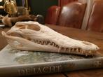 Nijlkrokodil schedel, mancave, rariteitenkabinet, decoratie, Verzamelen, Dierenverzamelingen, Ophalen of Verzenden, Zo goed als nieuw
