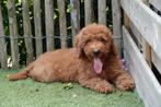 Prachtige medium abrikoze/rode labradoodle pups, Dieren en Toebehoren, België, Overige rassen, CDV (hondenziekte), 8 tot 15 weken