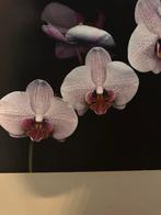 Orchideeën schilderij 40x40 mooie staat, Huis en Inrichting, Woonaccessoires | Schilderijen, Tekeningen en Foto's, Schilderij