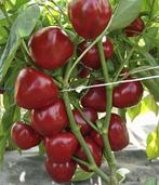 5 zaden kleine dikwandige paprika Dumas, Verzenden, Voorjaar, Volle zon, Zaad