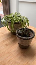 Twee set kamerplanten in caspot, Ophalen