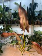 Philodendron Atabapoense, Ophalen of Verzenden