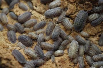 Armadillidium peraccae beschikbaar voor biedingen