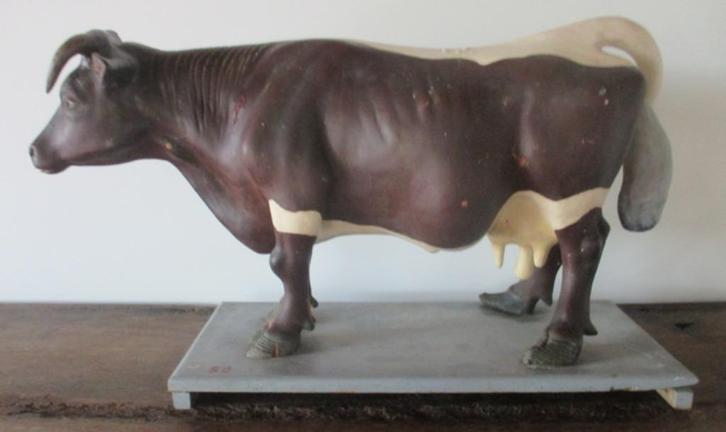 antiek schoolmodel model zieke koe in gips, Antiek en Kunst, Curiosa en Brocante, Ophalen