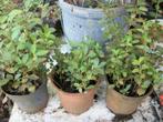 Liguster haagplantjes zijn gewortelde stekken, Tuin en Terras, Planten | Tuinplanten, Ophalen, Vaste plant, Overige soorten