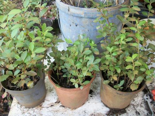 Liguster haagplantjes zijn gewortelde stekken, Tuin en Terras, Planten | Tuinplanten, Vaste plant, Overige soorten, Ophalen