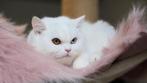 Britkorthaar poes met stamboom, Dieren en Toebehoren, Katten en Kittens | Raskatten | Korthaar, Poes, Gechipt, 3 tot 5 jaar