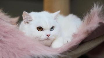 Britkorthaar poes met stamboom beschikbaar voor biedingen
