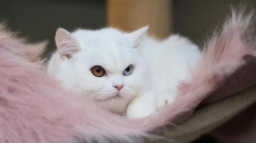 Britkorthaar poes met stamboom, Dieren en Toebehoren, Katten en Kittens | Raskatten | Korthaar, Poes, 3 tot 5 jaar, Met stamboom