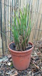 chinees prachtriet, Tuin en Terras, Planten | Tuinplanten, Ophalen, Volle zon, Vaste plant, Siergrassen