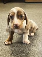 teckel pups merle kleur kortharig, België, Reu, CDV (hondenziekte), 8 tot 15 weken