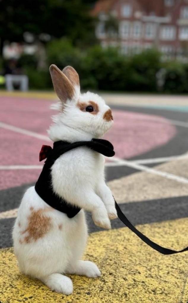 Konijn, Dieren en Toebehoren, Konijnen