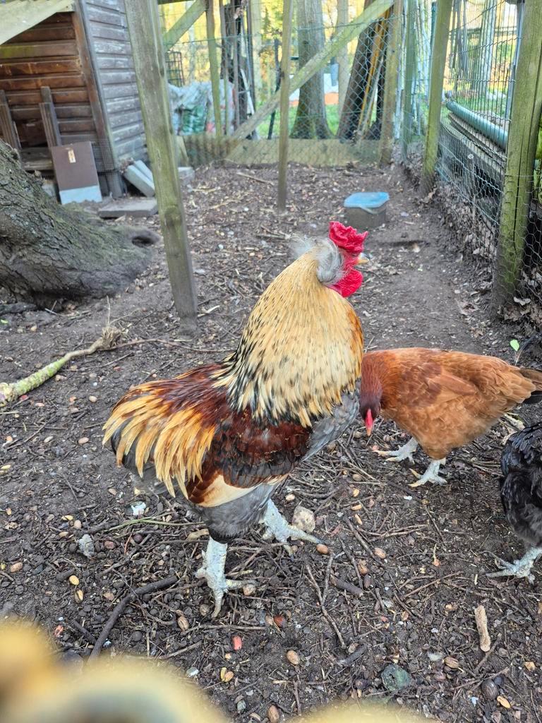 Mooie, grote 1 jarige Araucana haan, olijflegger, Dieren en Toebehoren